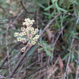 Astrotricha ledifolia at Currawang, NSW - suppressed