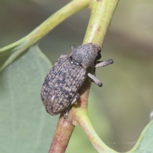 Rhinaria sp. (genus) at Hawker, ACT - 4 Dec 2020