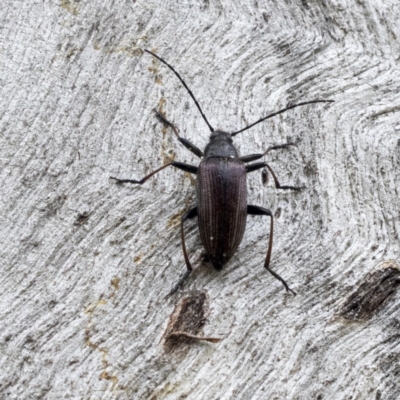 Homotrysis cisteloides (Darkling beetle) at Symonston, ACT - 30 Nov 2020 by AlisonMilton