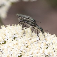 Eleale aspera (Clerid beetle) at Acton, ACT - 16 Nov 2020 by AlisonMilton