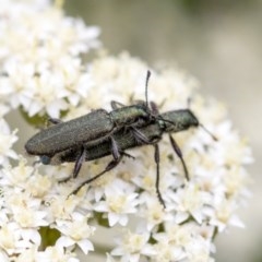 Eleale aspera at Acton, ACT - 16 Nov 2020 10:48 AM