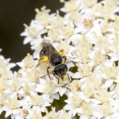 Lasioglossum (Chilalictus) sp. (genus & subgenus) (Halictid bee) at Acton, ACT - 15 Nov 2020 by AlisonMilton