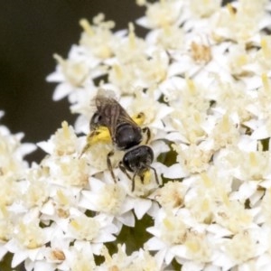 Lasioglossum (Chilalictus) sp. (genus & subgenus) at Acton, ACT - 16 Nov 2020 10:41 AM