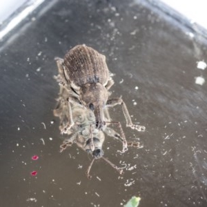 Perperus sp. (genus) at Higgins, ACT - 14 Oct 2020