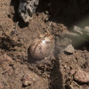 Paropsisterna laesa species complex at Forde, ACT - 7 Nov 2020