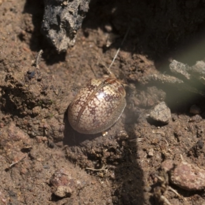 Paropsisterna laesa (Laesa leaf beetle) at Forde, ACT - 6 Nov 2020 by AlisonMilton