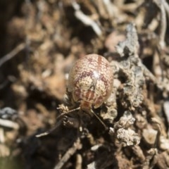 Paropsisterna laesa species complex at Forde, ACT - 7 Nov 2020