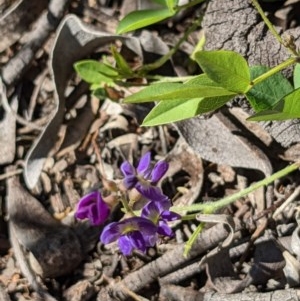 Glycine tabacina at Majura, ACT - 27 Dec 2020 11:09 AM