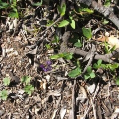 Glycine tabacina at Majura, ACT - 27 Dec 2020 11:09 AM