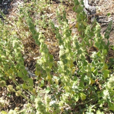 Marrubium vulgare (Horehound) at Majura, ACT - 27 Dec 2020 by abread111