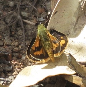 Ocybadistes walkeri at Narrabundah, ACT - 20 Dec 2020