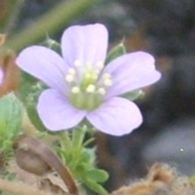 Geranium solanderi var. solanderi (Native Geranium) at Majura, ACT - 27 Dec 2020 by abread111