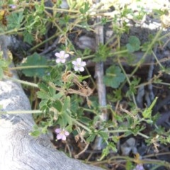 Geranium solanderi var. solanderi at Majura, ACT - 27 Dec 2020 11:08 AM