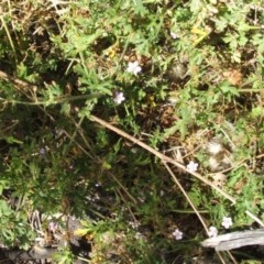 Geranium solanderi var. solanderi at Majura, ACT - 27 Dec 2020 11:08 AM