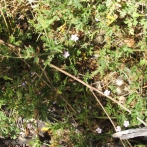 Geranium solanderi var. solanderi at Majura, ACT - 27 Dec 2020 11:08 AM