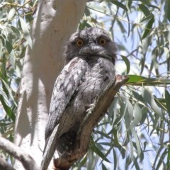 Podargus strigoides (Tawny Frogmouth) at Acton, ACT - 27 Dec 2020 by Tim L