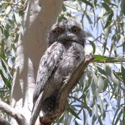Podargus strigoides (Tawny Frogmouth) at Acton, ACT - 27 Dec 2020 by Tim L