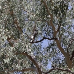 Podargus strigoides at Acton, ACT - 27 Dec 2020