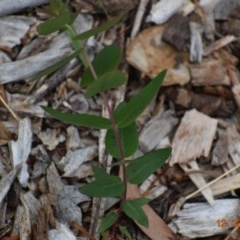 Eucalyptus bridgesiana (Apple Box) at Fowles St. Woodland, Weston - 11 Dec 2020 by AliceH