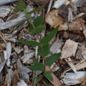 Eucalyptus bridgesiana at Weston, ACT - 12 Dec 2020