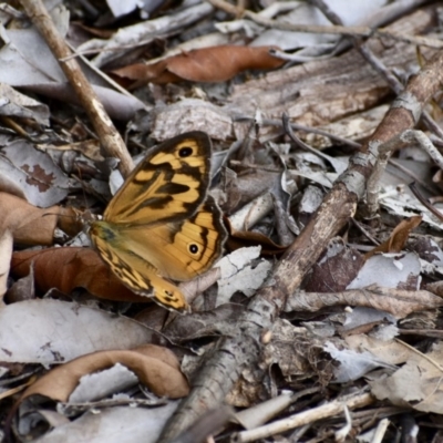 Heteronympha merope (Common Brown Butterfly) at Fowles St. Woodland, Weston - 27 Dec 2020 by AliceH