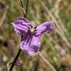 Arthropodium fimbriatum (Nodding Chocolate Lily) at Majura, ACT - 27 Dec 2020 by abread111