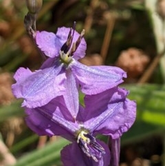 Arthropodium fimbriatum at Majura, ACT - 27 Dec 2020