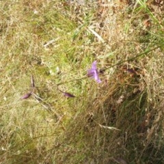 Arthropodium fimbriatum at Majura, ACT - 27 Dec 2020