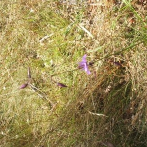 Arthropodium fimbriatum at Majura, ACT - 27 Dec 2020