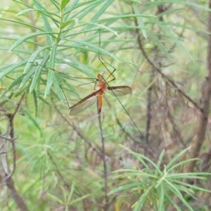 Leptotarsus (Macromastix) costalis at Black Mountain - 26 Dec 2020