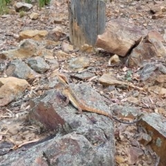 Pogona barbata (Eastern Bearded Dragon) at Downer, ACT - 26 Dec 2020 by ClubFED