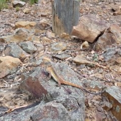 Pogona barbata at Downer, ACT - suppressed