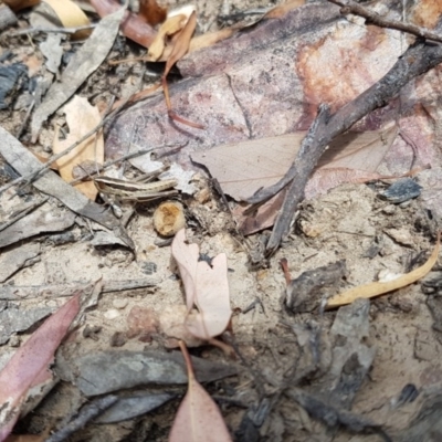 Macrotona securiformis (Inland Macrotona) at Acton, ACT - 26 Dec 2020 by ClubFED