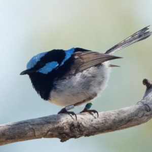 Malurus cyaneus at Majura, ACT - 27 Dec 2020