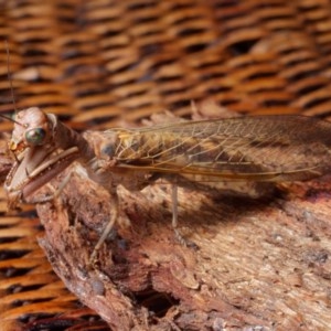 Mantispidae (family) at Harrison, ACT - suppressed