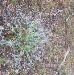 Eryngium ovinum (Blue Devil) at Hughes, ACT - 23 Dec 2020 by Tapirlord