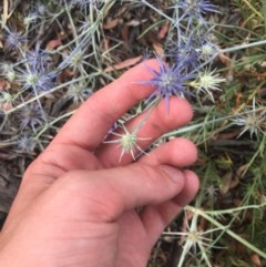 Eryngium ovinum at Hughes, ACT - 23 Dec 2020 04:58 PM