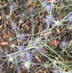 Eryngium ovinum at Hughes, ACT - 23 Dec 2020 04:58 PM