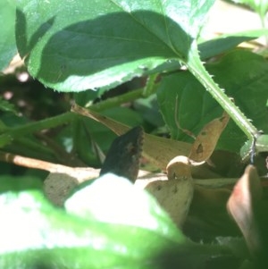 Saproscincus mustelinus at Acton, ACT - 26 Dec 2020