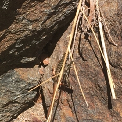 Ctenotus taeniolatus (Copper-tailed Skink) at Acton, ACT - 26 Dec 2020 by Tapirlord