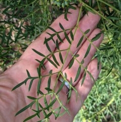 Polyscias sambucifolia subsp. Bipinnate leaves (J.H.Ross 3967) Vic. Herbarium at Currawang, NSW - 27 Dec 2020