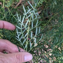 Polyscias sambucifolia subsp. Bipinnate leaves (J.H.Ross 3967) Vic. Herbarium at Currawang, NSW - 27 Dec 2020