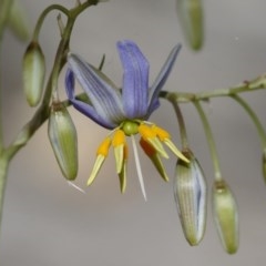 Dianella sp. aff. longifolia (Benambra) (Pale Flax Lily, Blue Flax Lily) at Michelago, NSW - 26 Dec 2020 by Illilanga