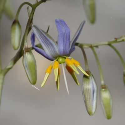 Dianella sp. aff. longifolia (Benambra) (Pale Flax Lily, Blue Flax Lily) at Michelago, NSW - 26 Dec 2020 by Illilanga