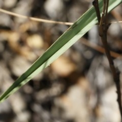 Dianella sp. aff. longifolia (Benambra) at Michelago, NSW - 26 Dec 2020 12:51 PM