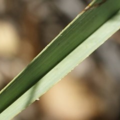 Dianella sp. aff. longifolia (Benambra) at Michelago, NSW - 26 Dec 2020 12:51 PM