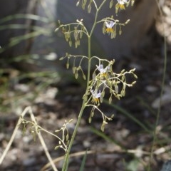 Dianella sp. aff. longifolia (Benambra) at Michelago, NSW - 26 Dec 2020 12:51 PM