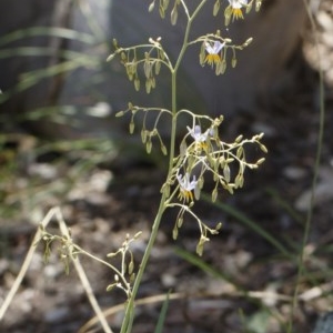 Dianella sp. aff. longifolia (Benambra) at Michelago, NSW - 26 Dec 2020 12:51 PM