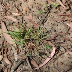 Chloris truncata (Windmill Grass) at O'Connor, ACT - 26 Dec 2020 by ConBoekel