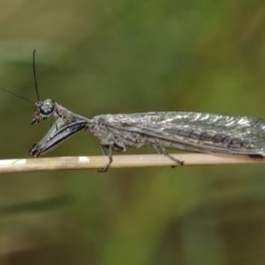 Mantispidae (family) (Unidentified mantisfly) at Downer, ACT - 27 Dec 2020 by TimL